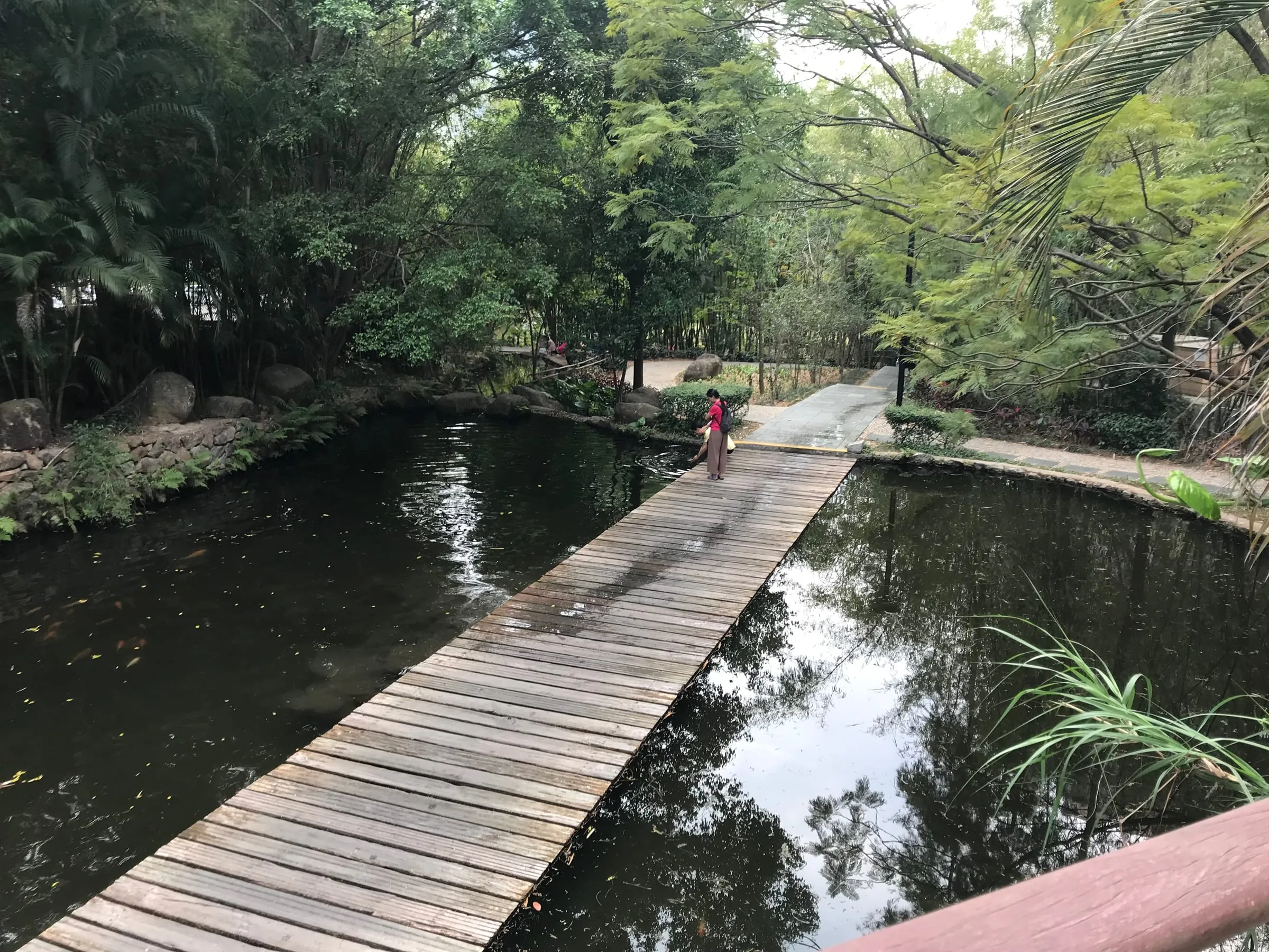 A wooden boardwalk crossing a dark pond, a person walking at the far end among tall trees