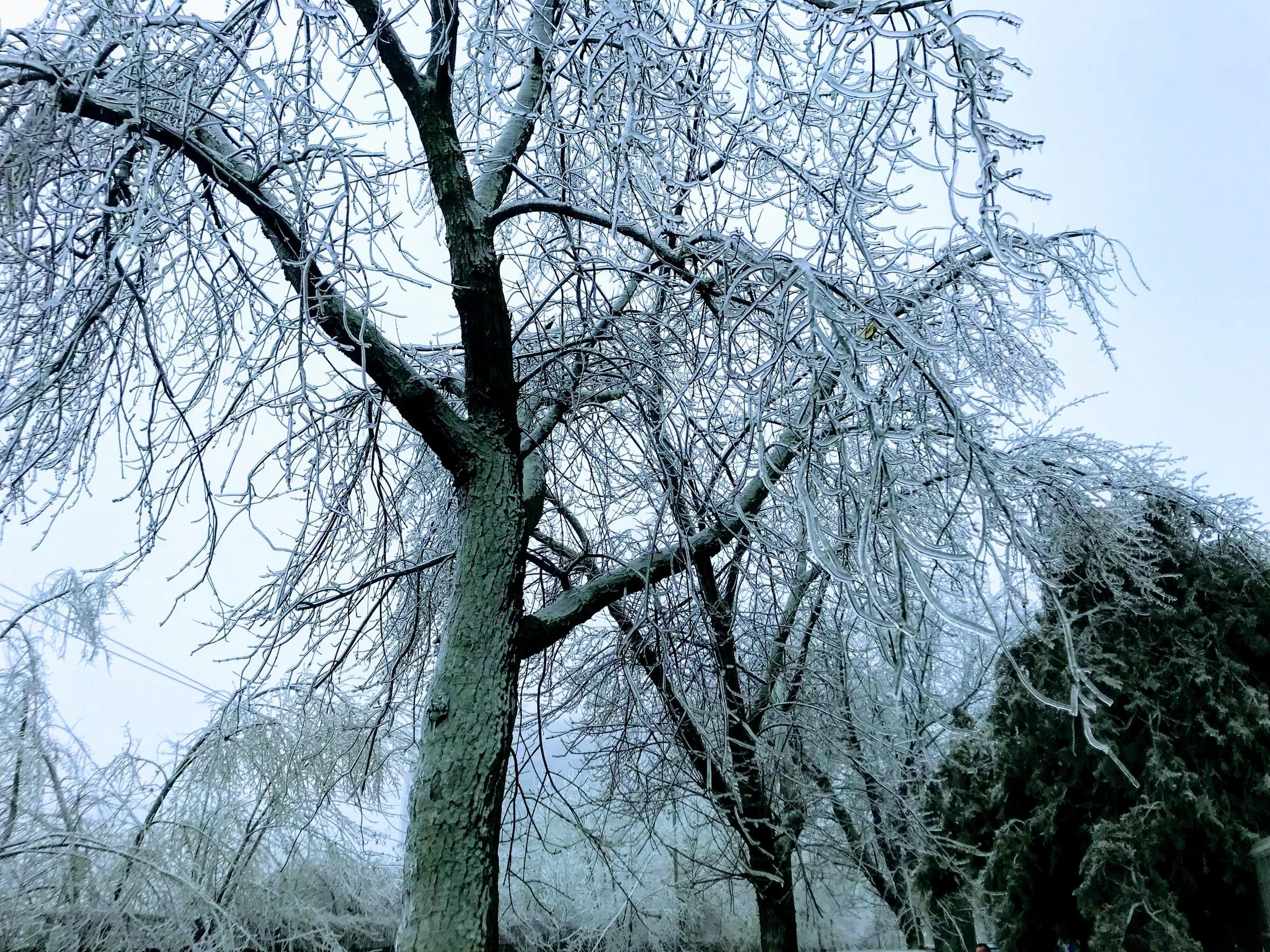 A tree completely coated in frost against a pale winter sky