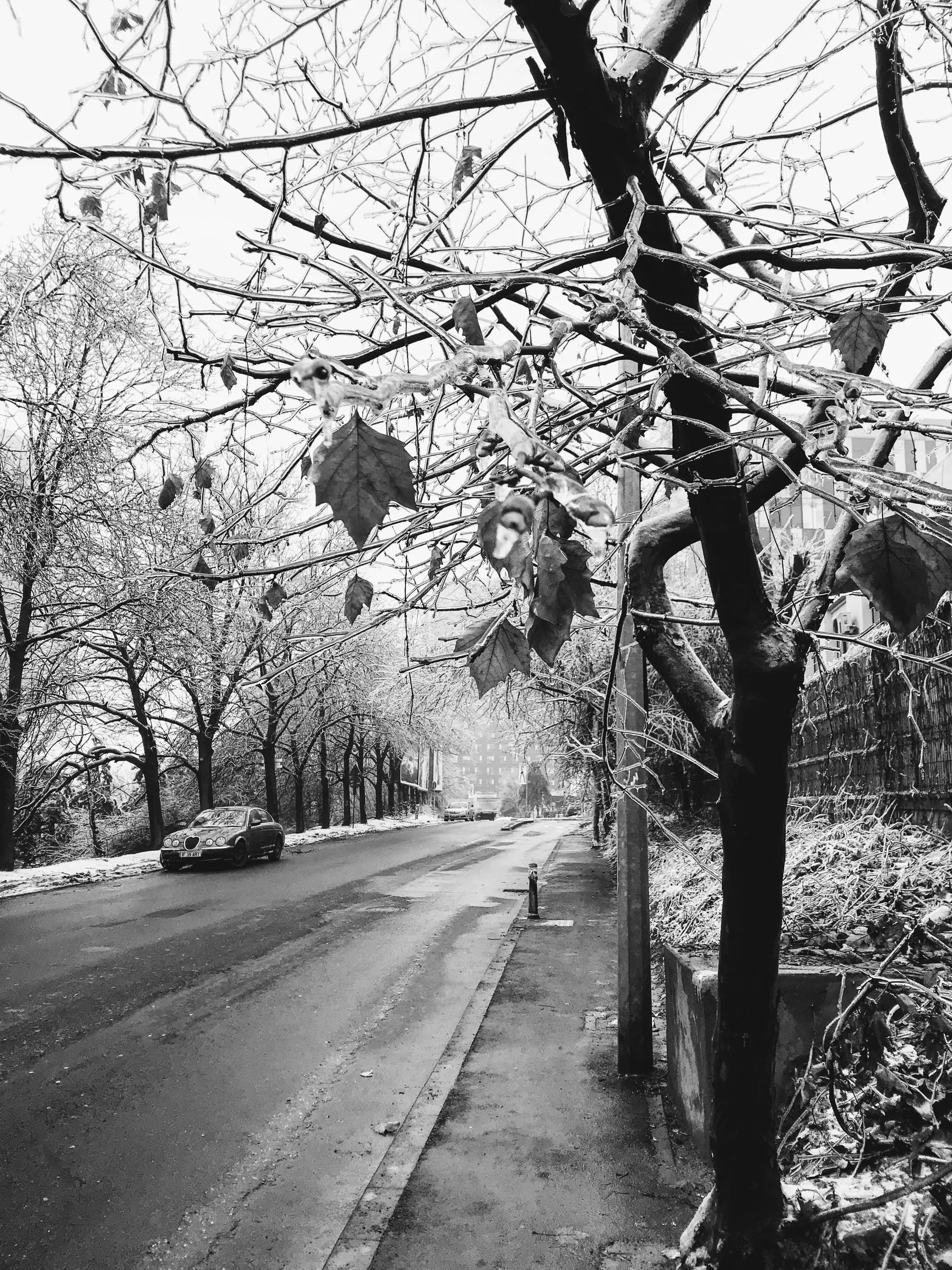 A black and white photo of a quiet street lined with frosted trees, one car on the road