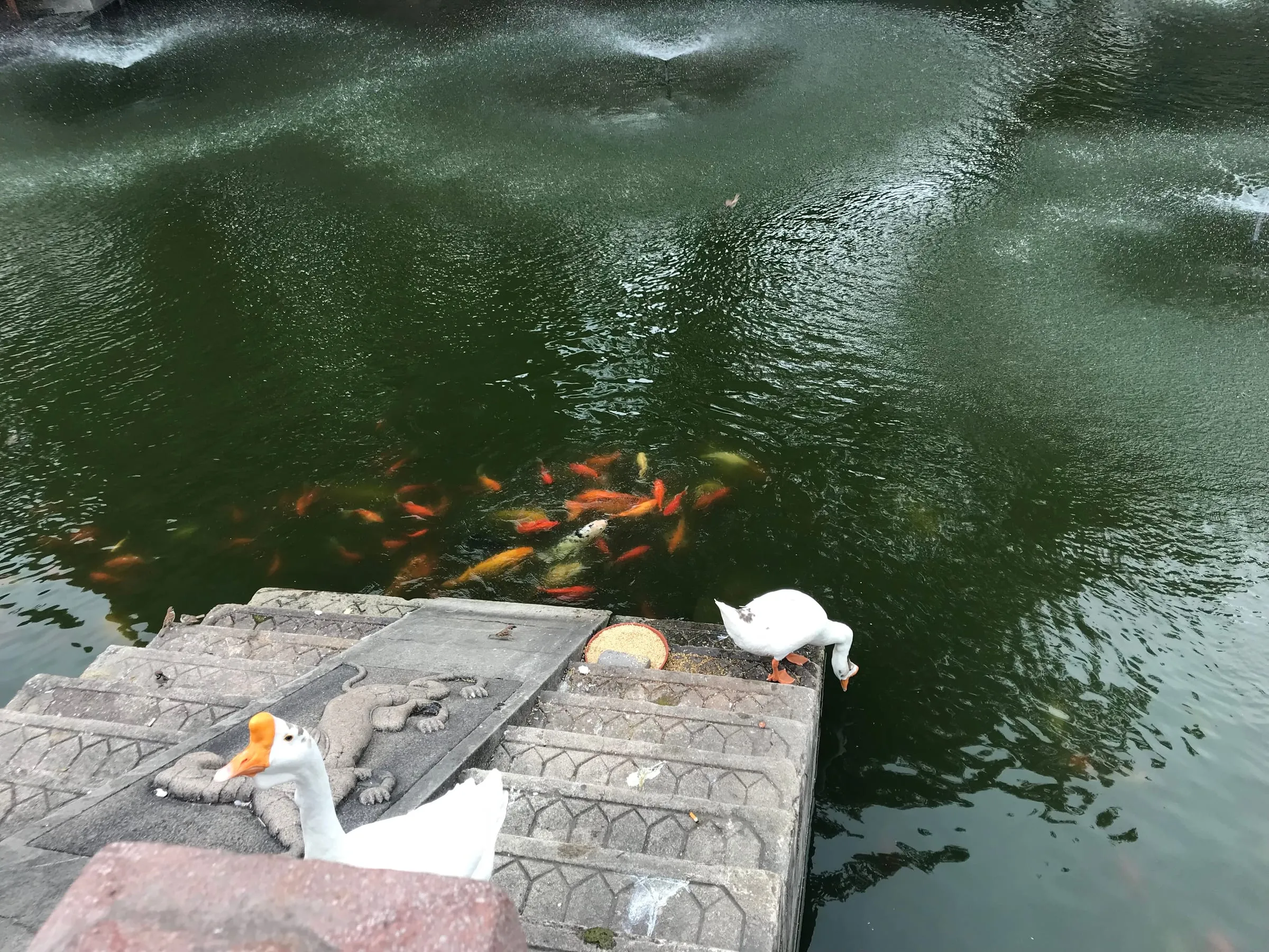 Orange koi crowding the water by a stone step where a white duck sits