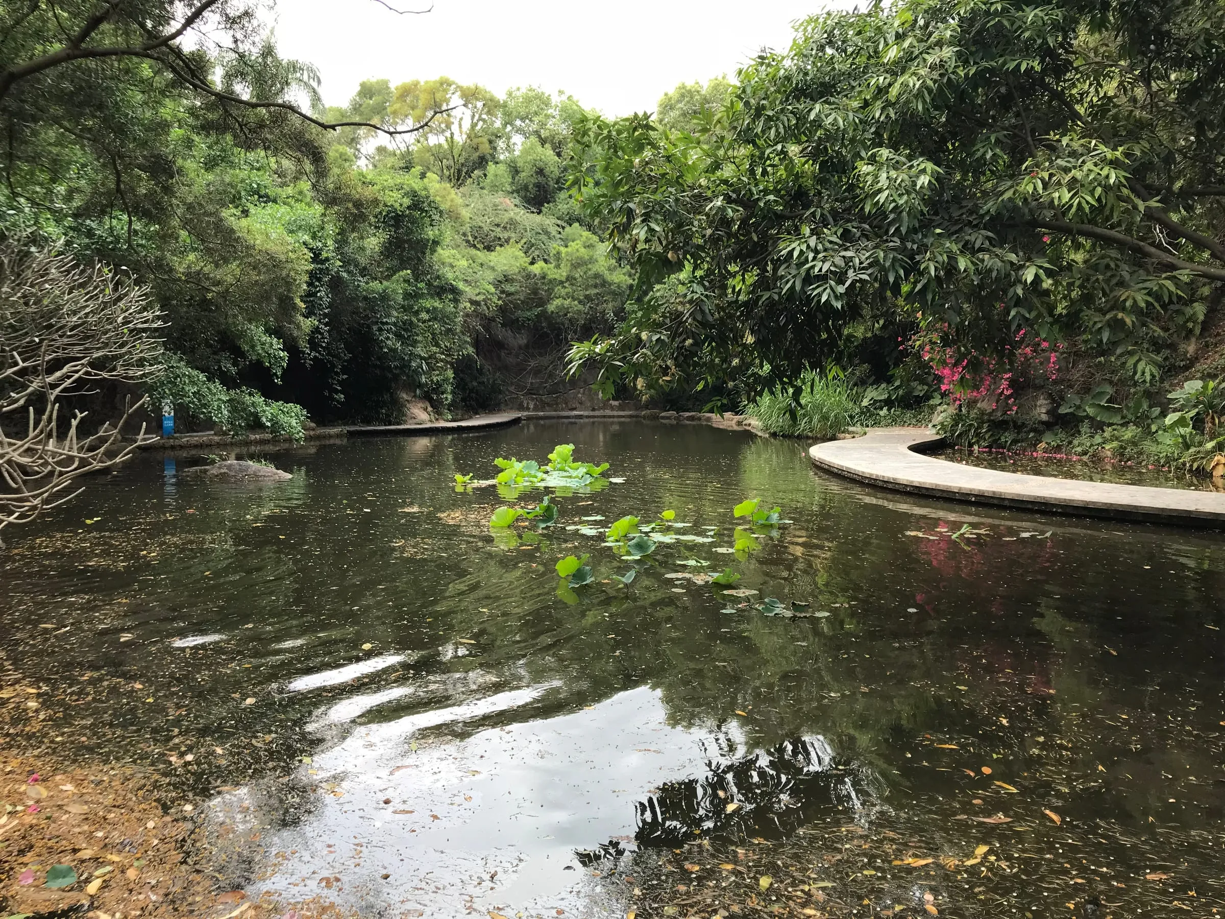 A still green pond in a park, lily pads on the water and thick trees all around