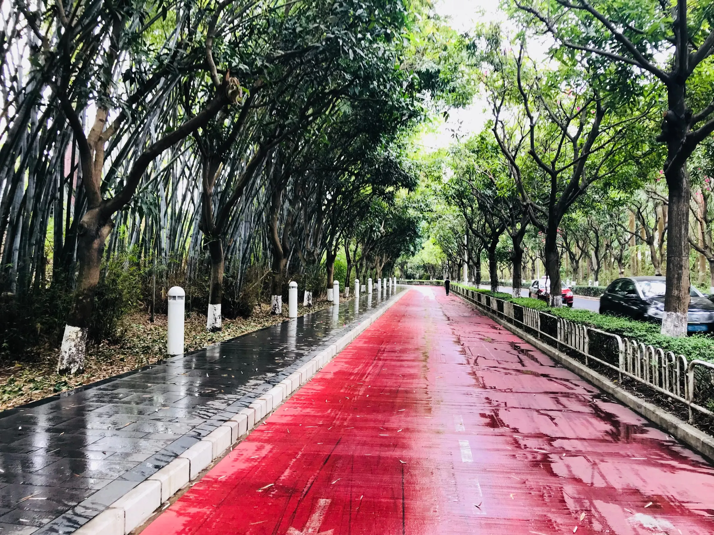 A long red cycle lane, wet from rain, running straight under an avenue of tall trees