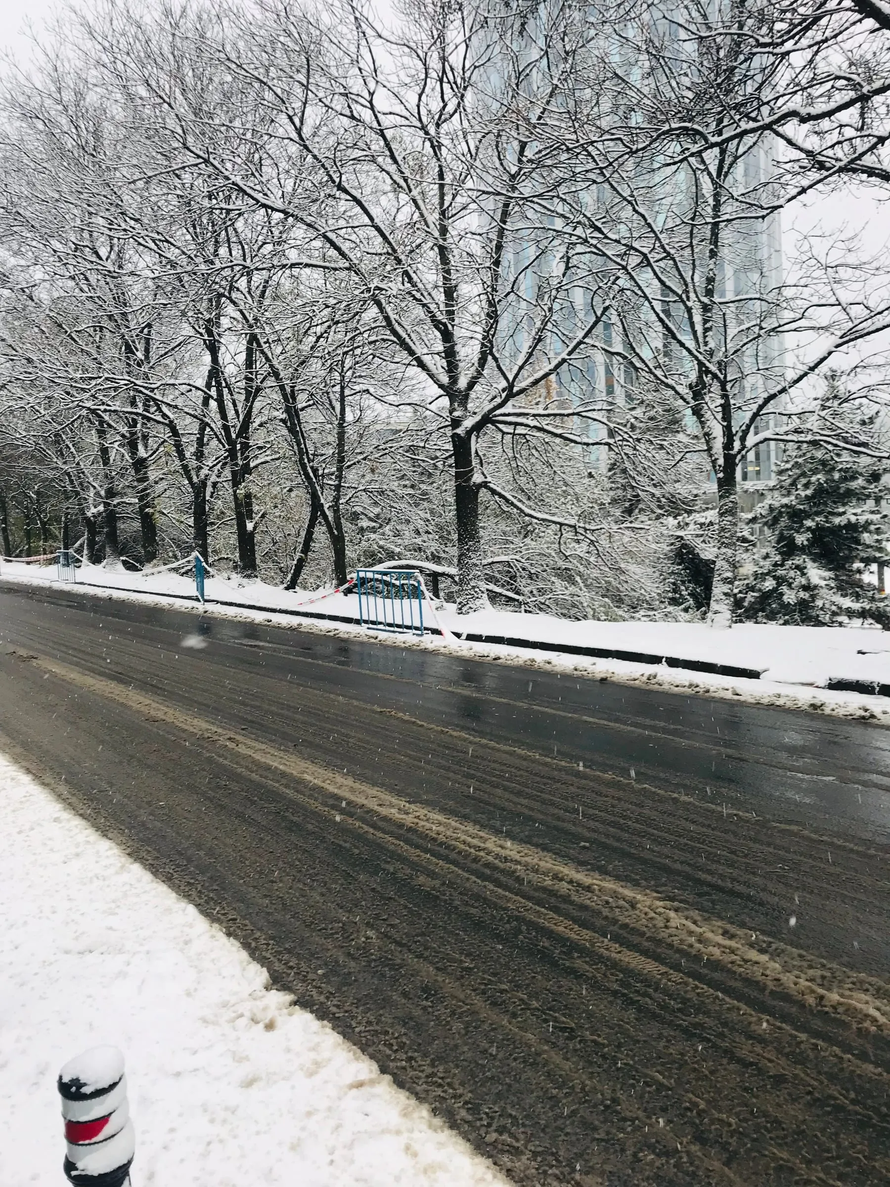 A wide road after snowfall, trees along the pavement white with snow
